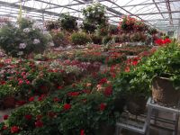 greenhouse 2012 004